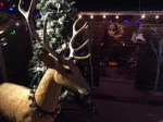 Christmas reindeer at Farley's, Santa Cruz, Ca
